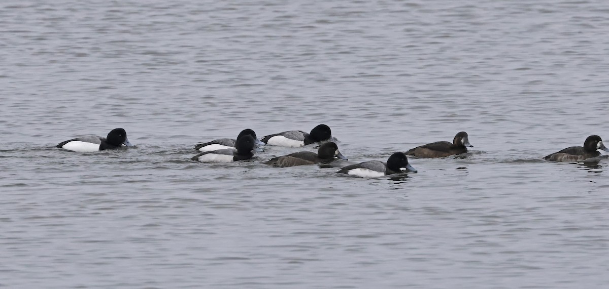 Greater Scaup - ML615228003