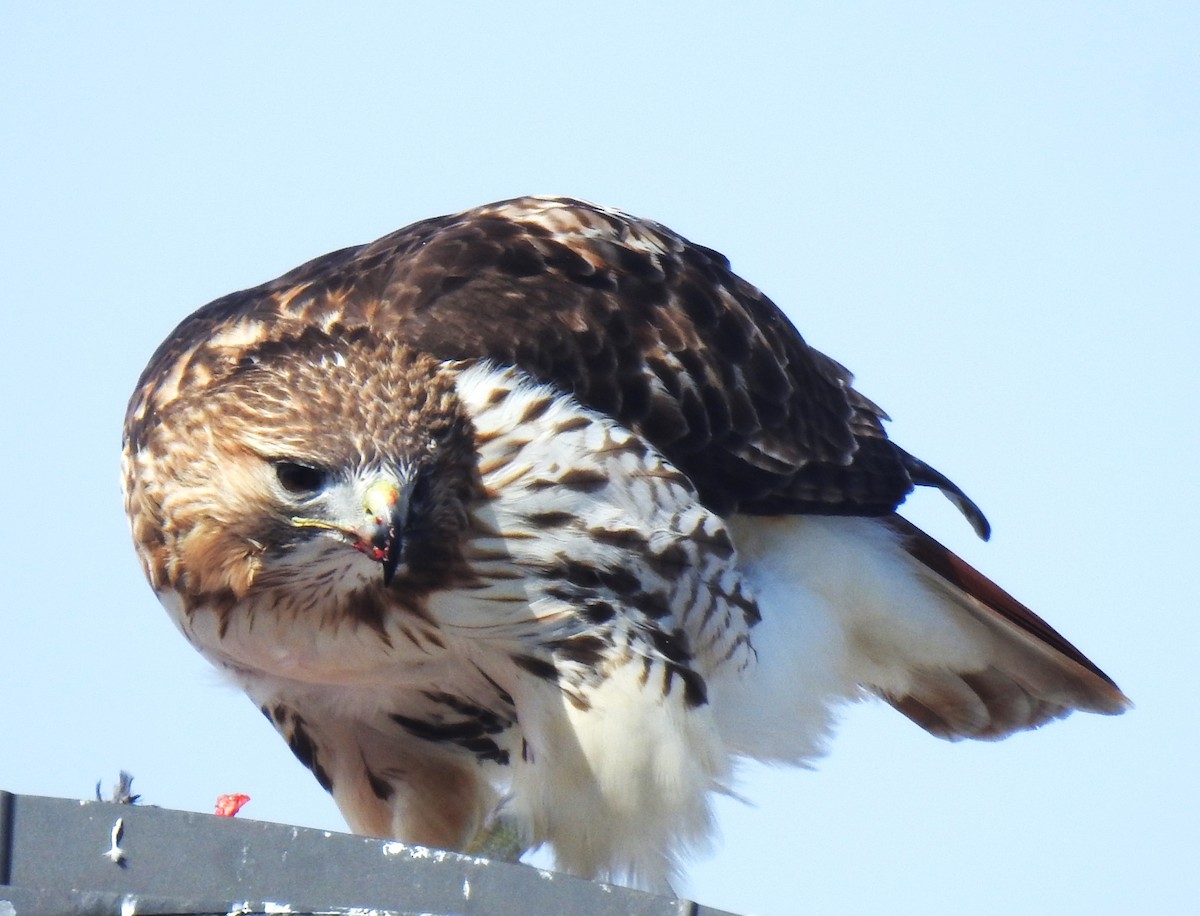 Red-tailed Hawk - ML615228210