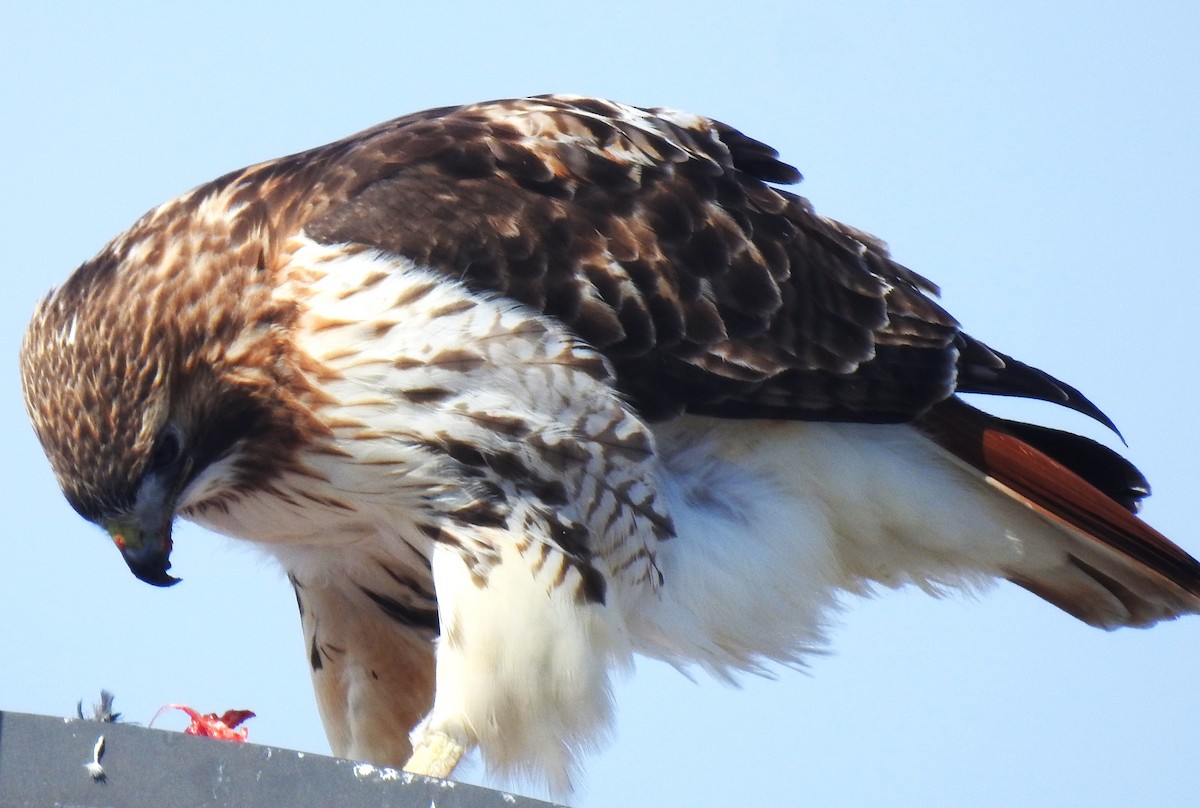 Red-tailed Hawk - ML615228211