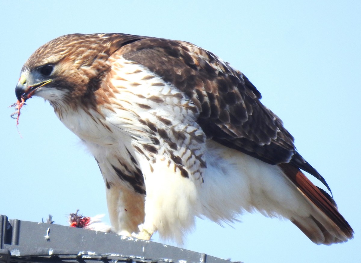 Red-tailed Hawk - ML615228212