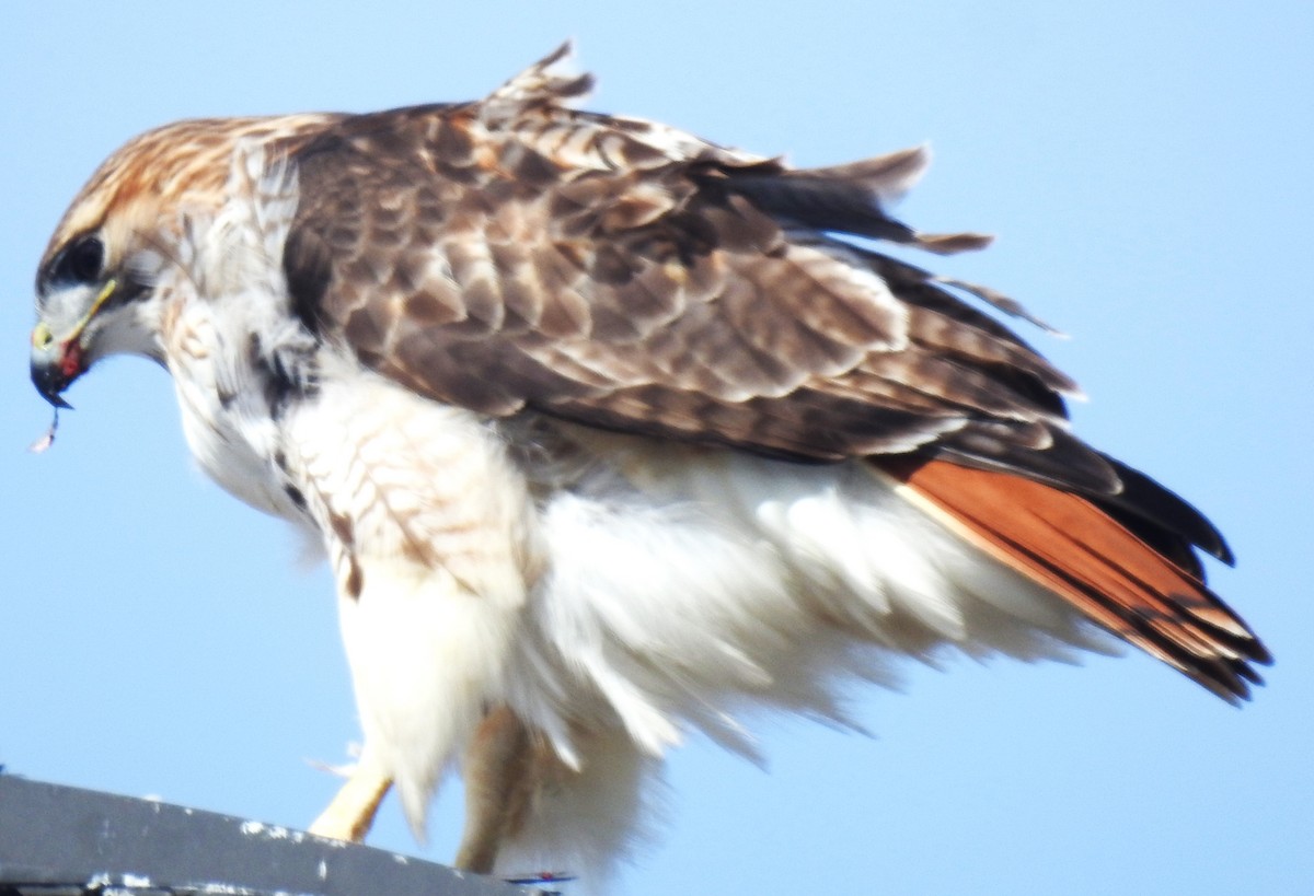 Red-tailed Hawk - ML615228213
