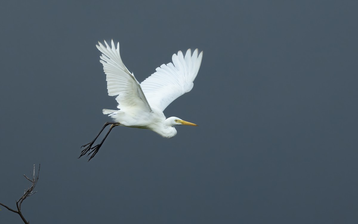 Plumed Egret - David Ongley