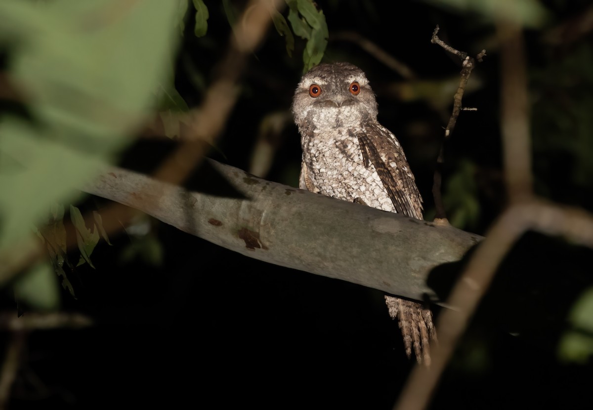 Marbled Frogmouth - ML615228629