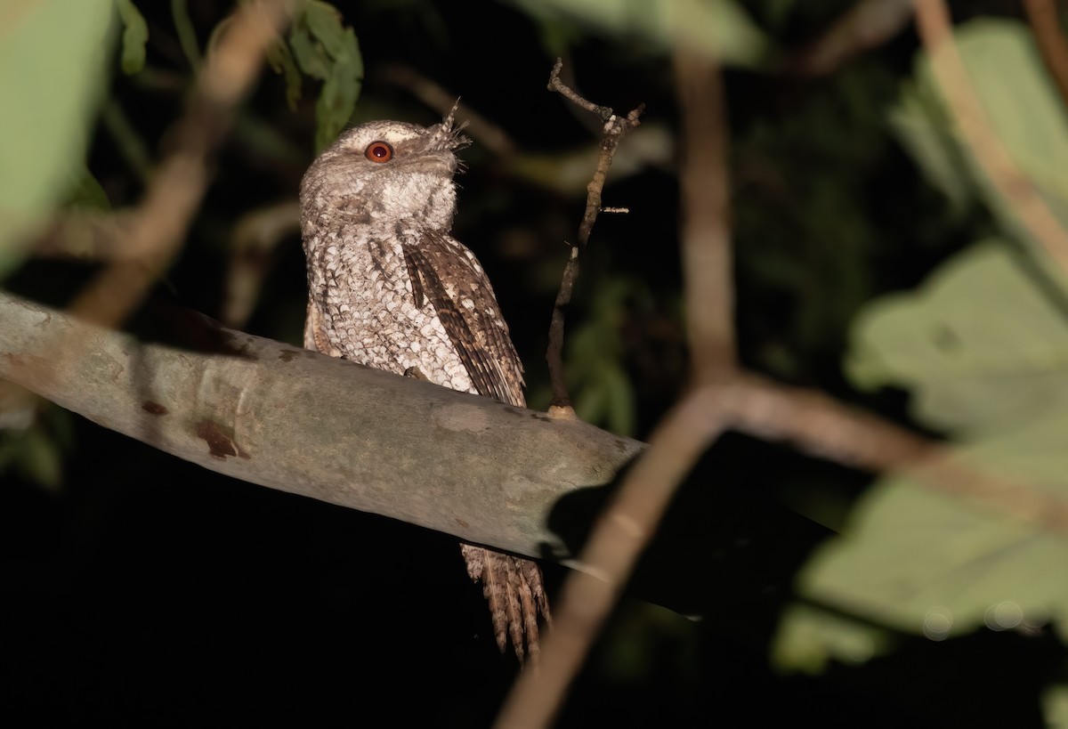 Marbled Frogmouth - ML615228630