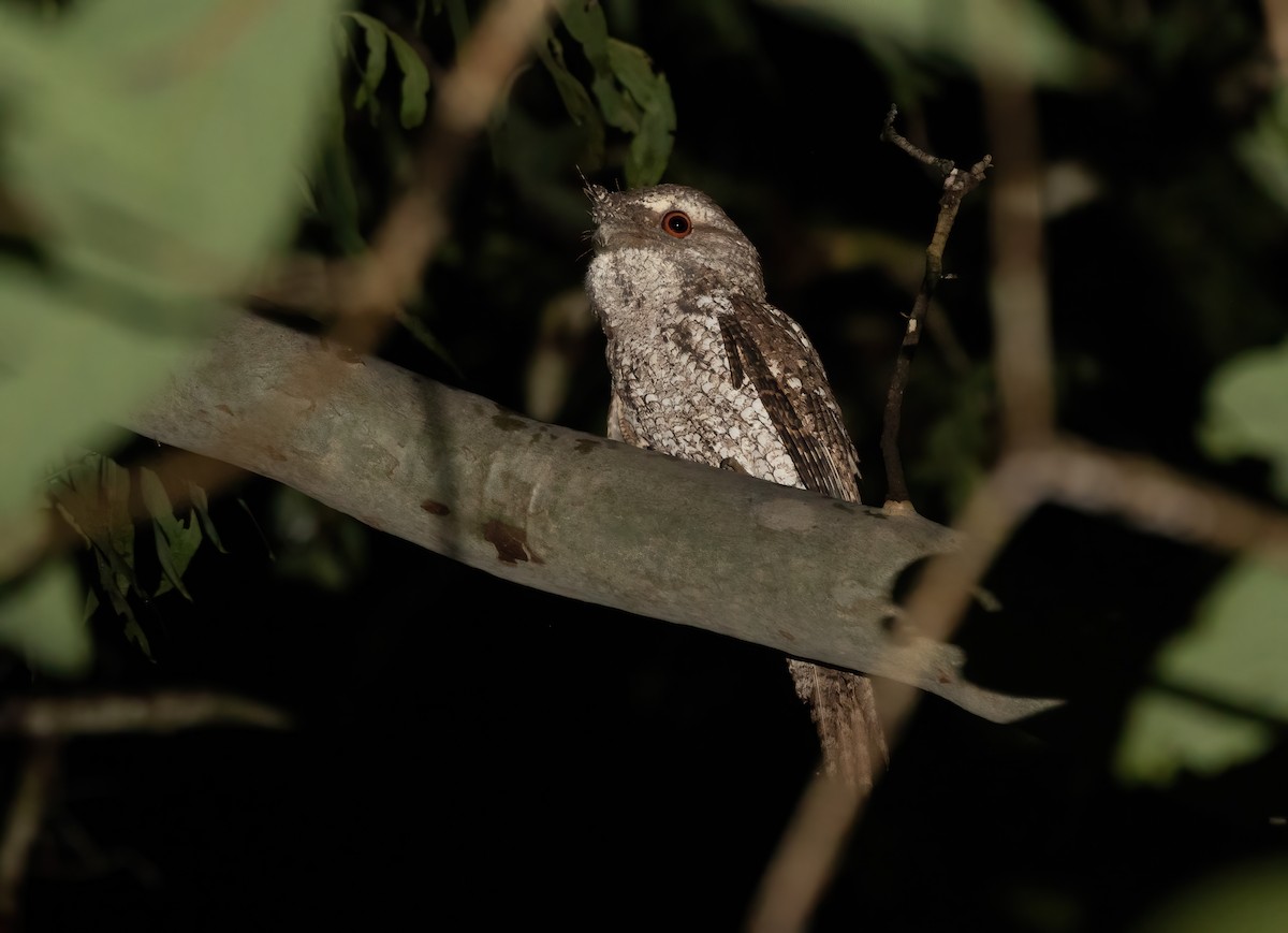 Marbled Frogmouth - ML615228631