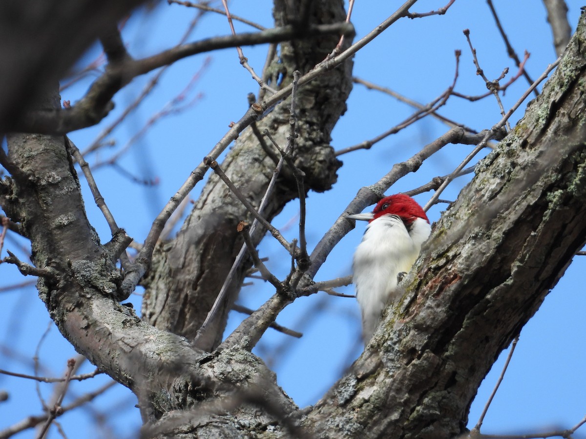 Red-headed Woodpecker - ML615228671