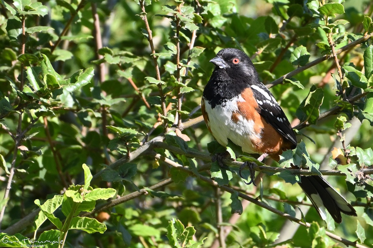 Spotted Towhee - ML615228721