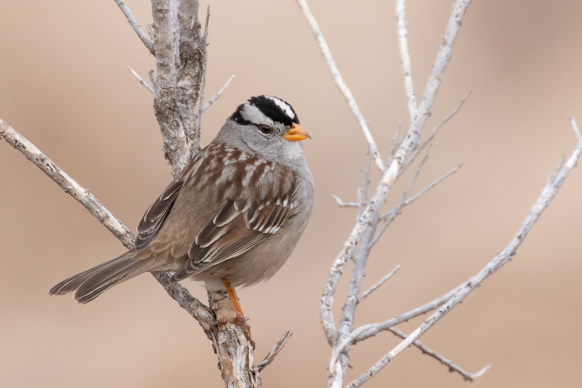 White-crowned Sparrow - ML615228811