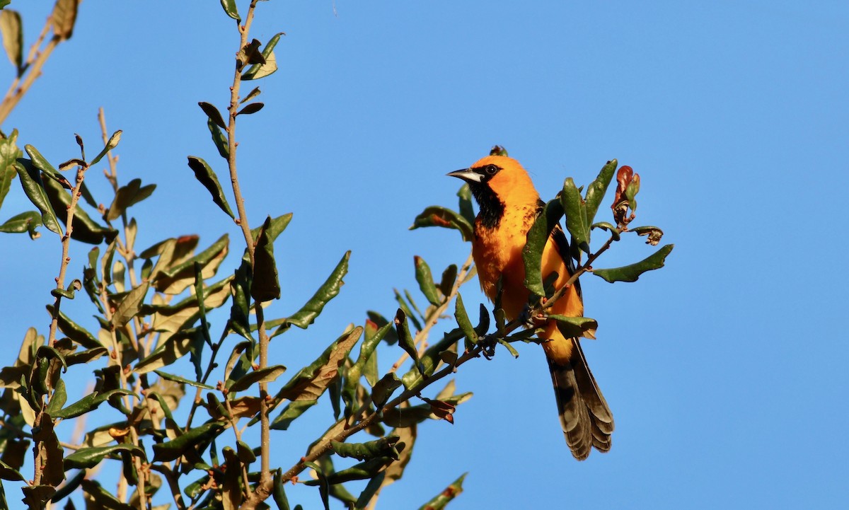 Spot-breasted Oriole - ML615229394