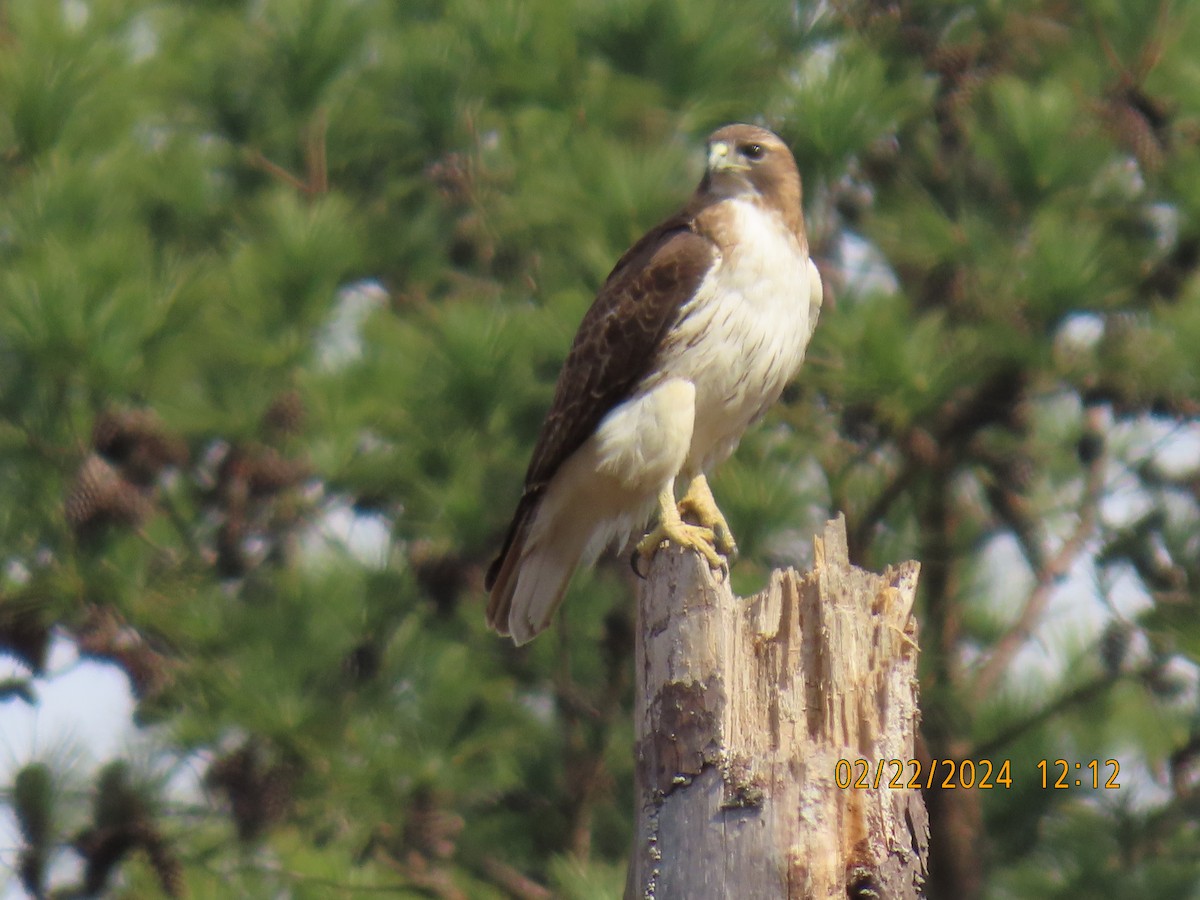 Red-tailed Hawk - ML615229402