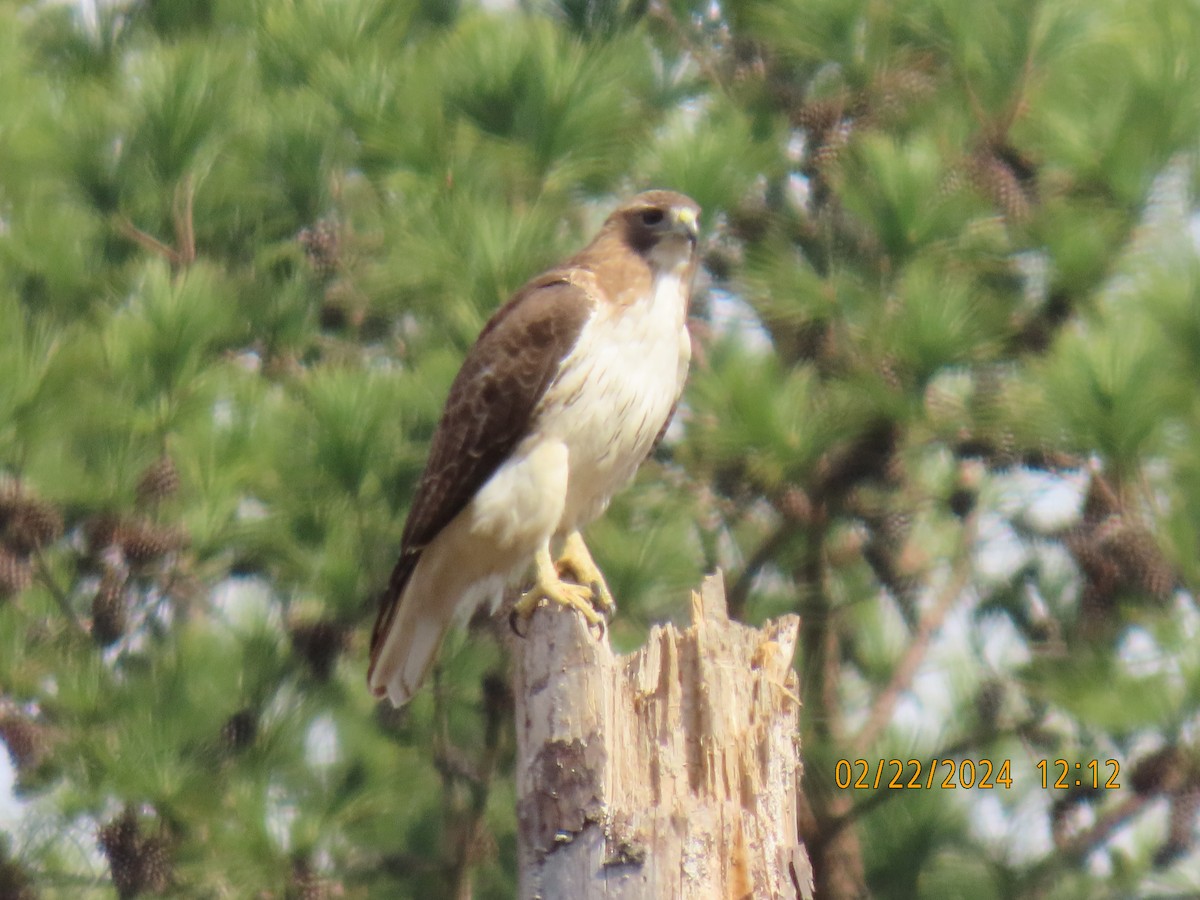 Red-tailed Hawk - ML615229407