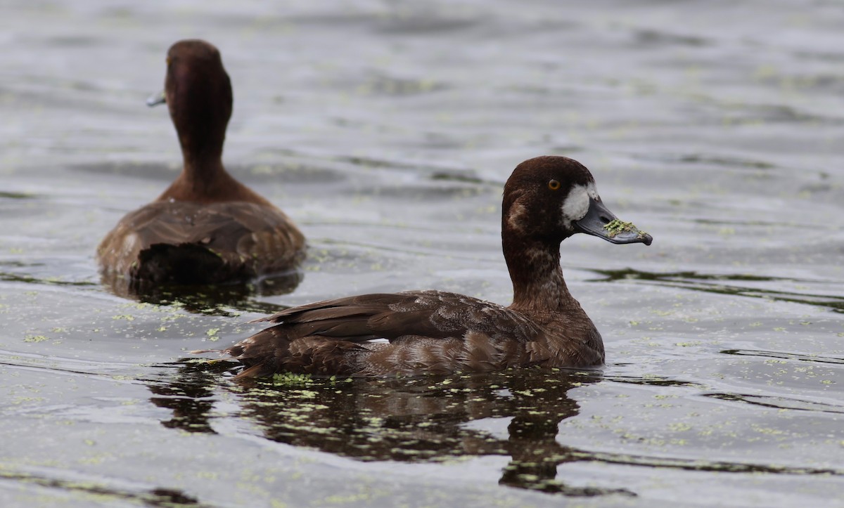 Greater Scaup - ML615229413