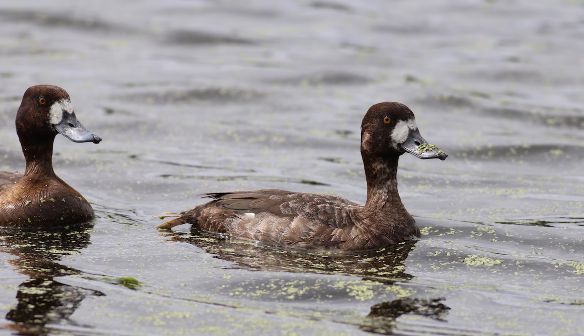 Greater Scaup - ML615229414