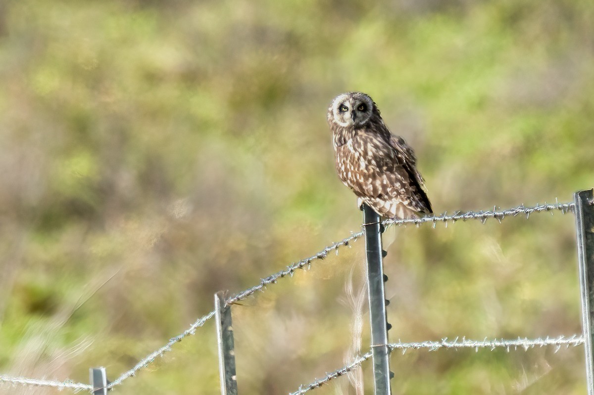 Short-eared Owl - ML615229448