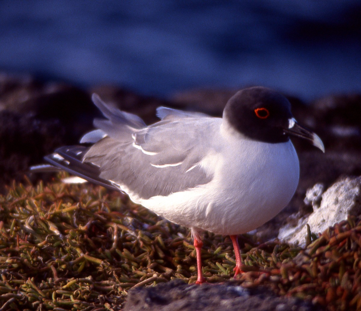 Swallow-tailed Gull - ML615229654