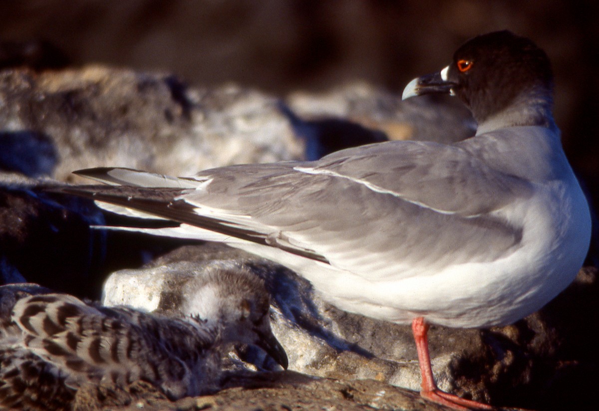 Swallow-tailed Gull - ML615229655