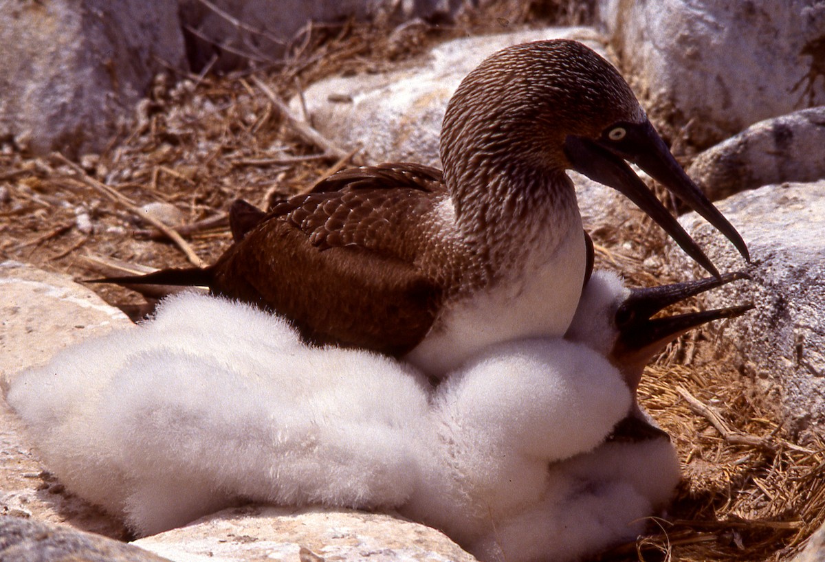 Blue-footed Booby - ML615229689