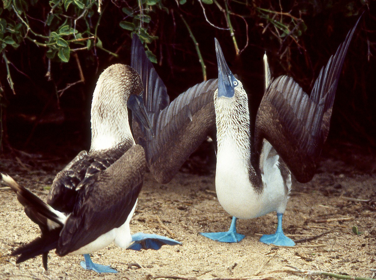 Blue-footed Booby - ML615229691