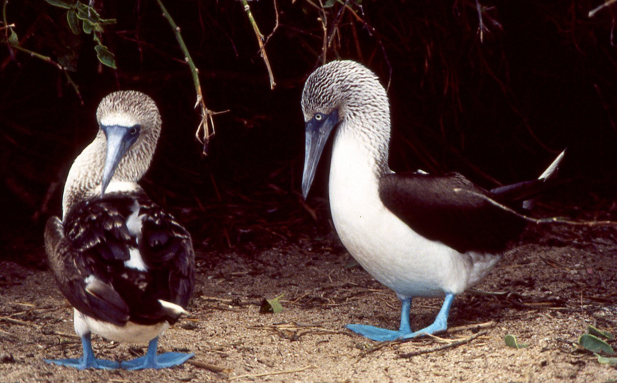 Blue-footed Booby - ML615229692
