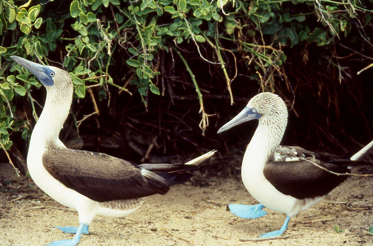 Blue-footed Booby - ML615229693