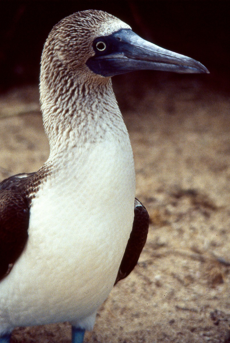 Blue-footed Booby - ML615229695
