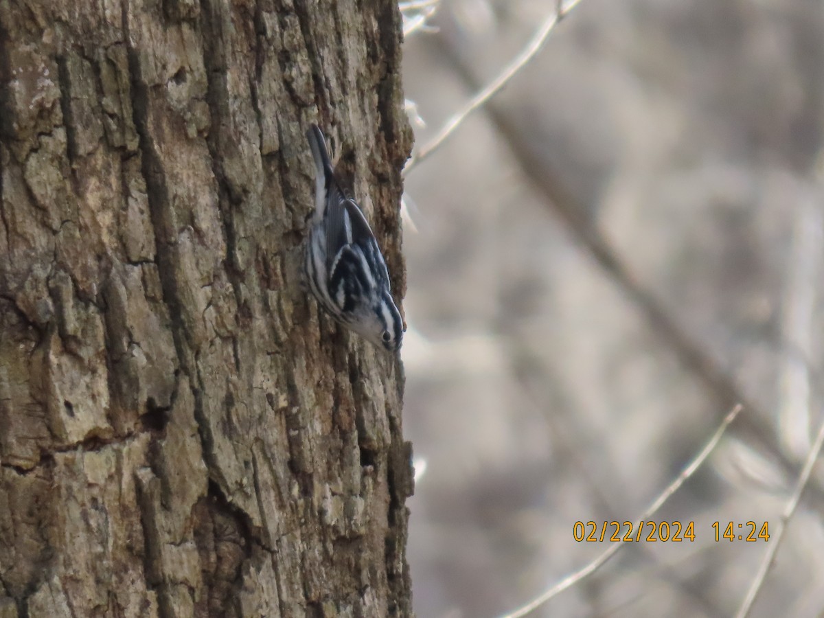 Black-and-white Warbler - ML615229698