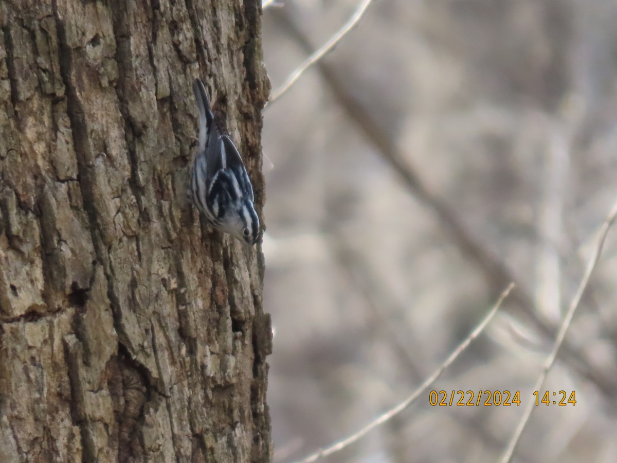 Black-and-white Warbler - ML615229699