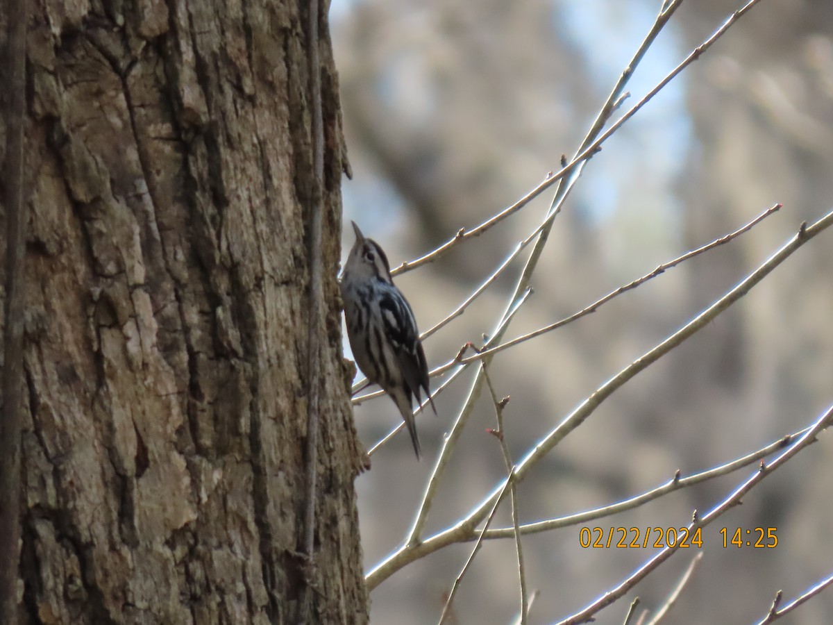 Black-and-white Warbler - ML615229712