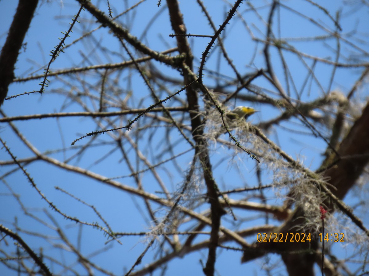 Yellow-throated Warbler - Elizabeth Anderegg
