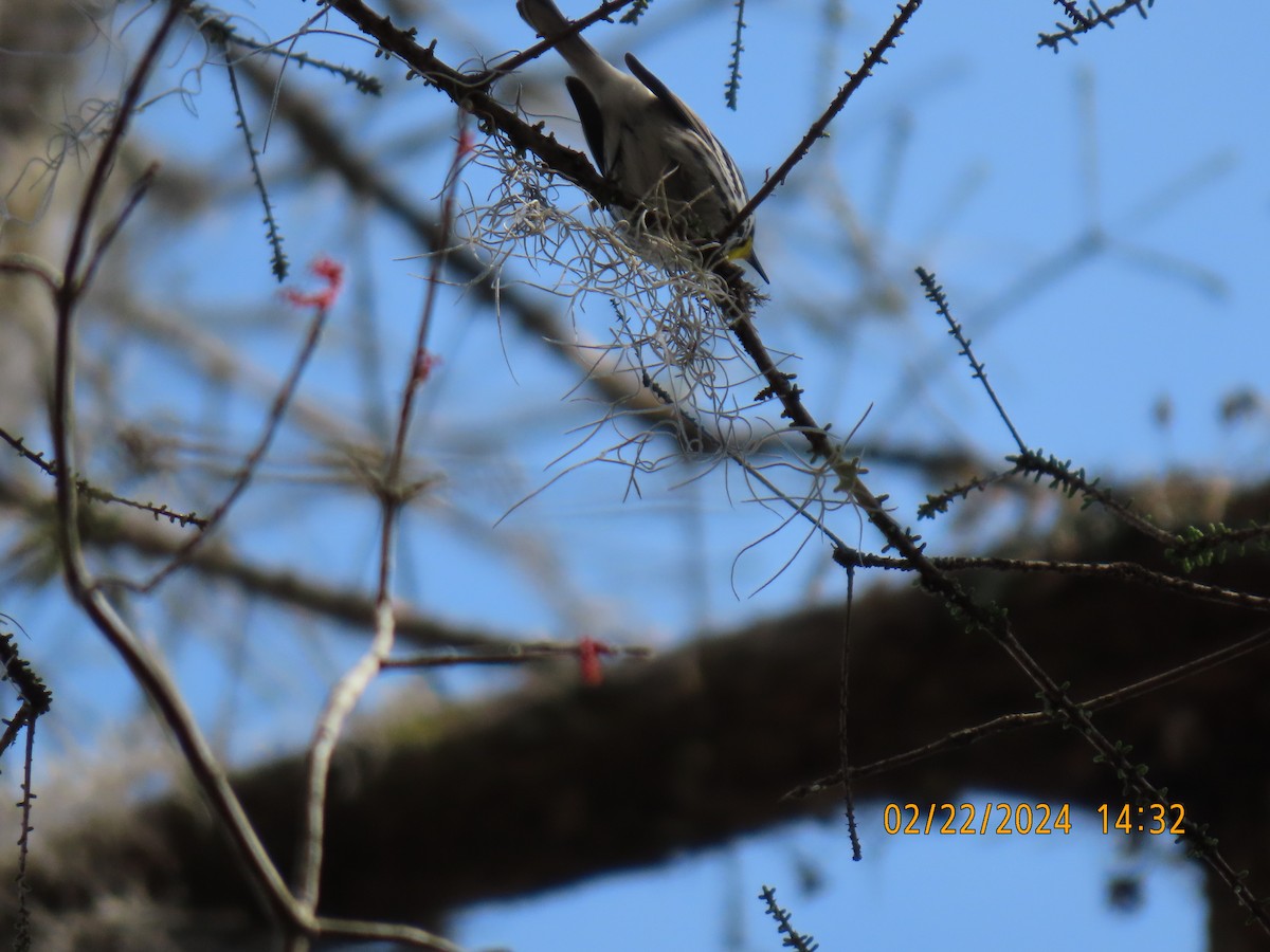 Yellow-throated Warbler - ML615229772