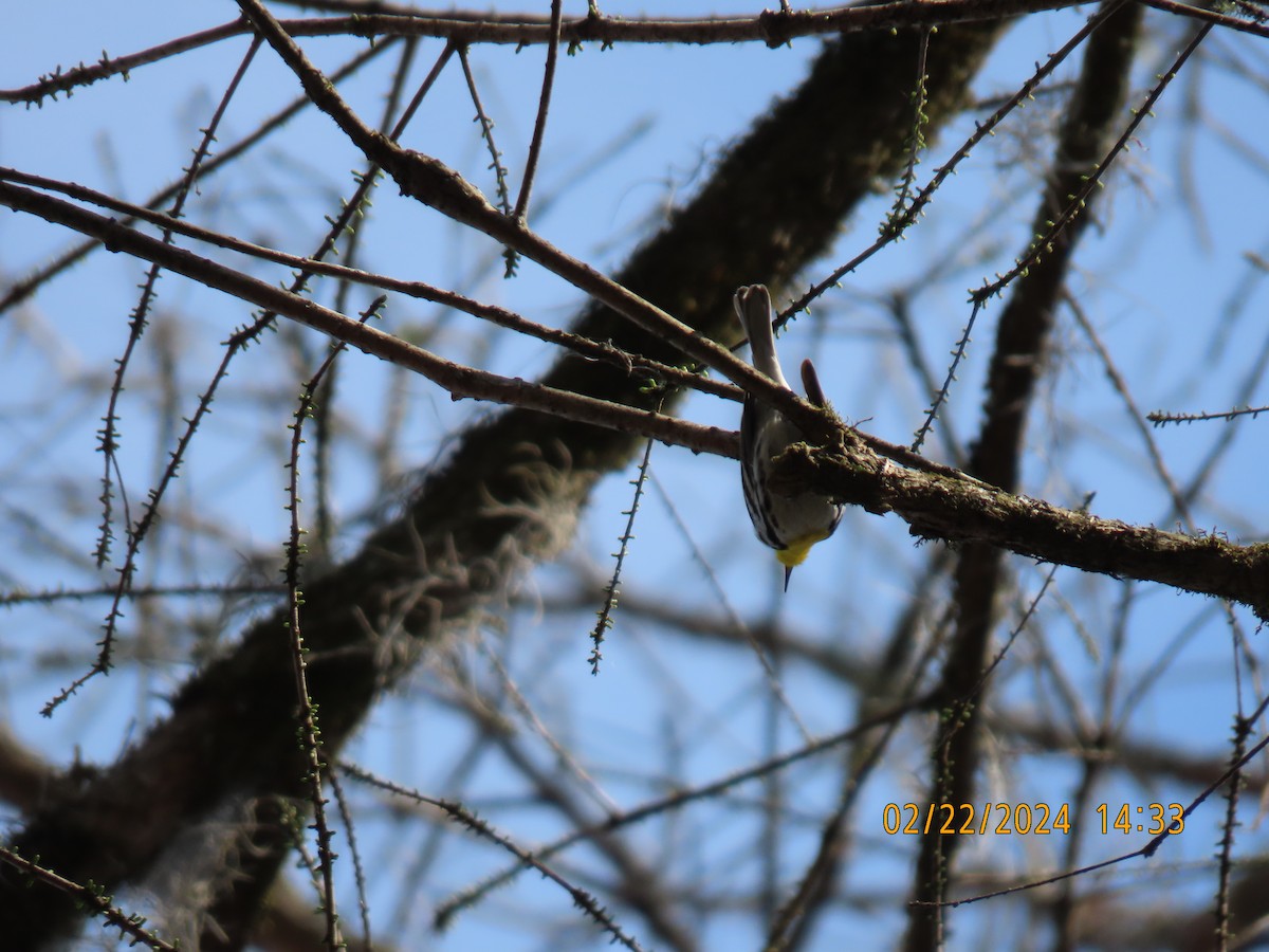 Yellow-throated Warbler - ML615229778