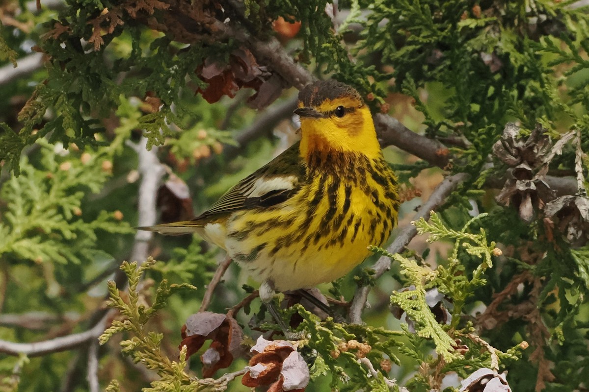 Cape May Warbler - ML615229779