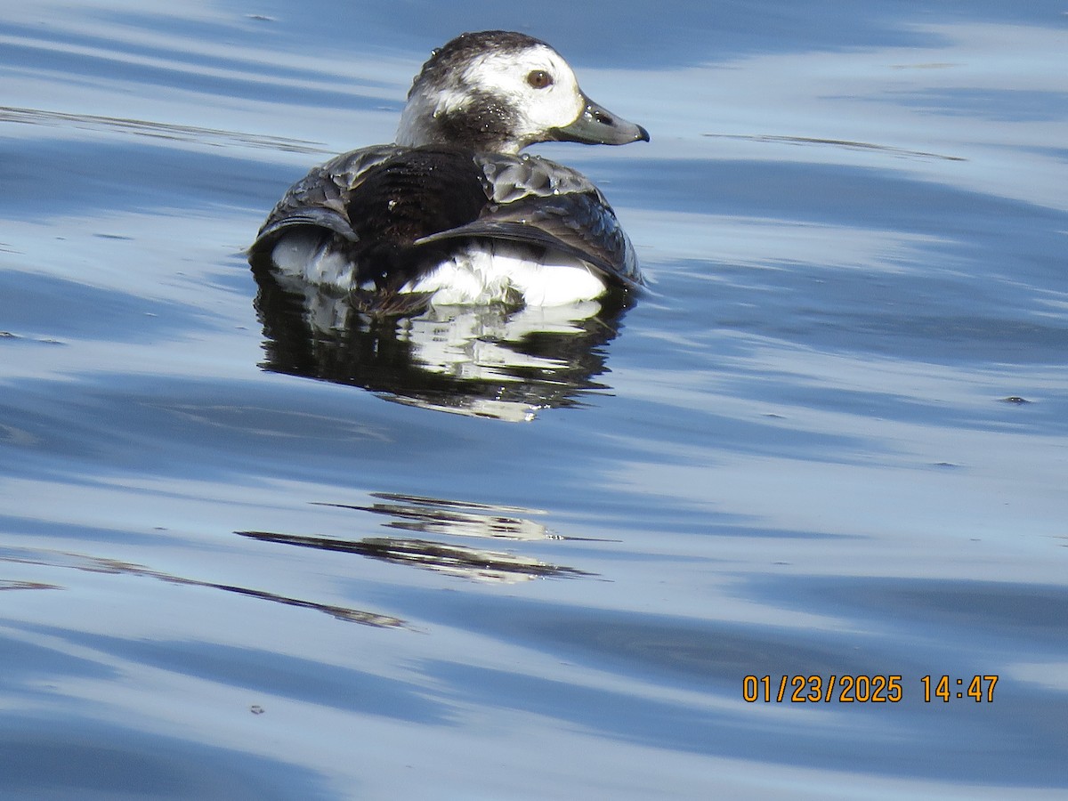 Long-tailed Duck - ML615229789