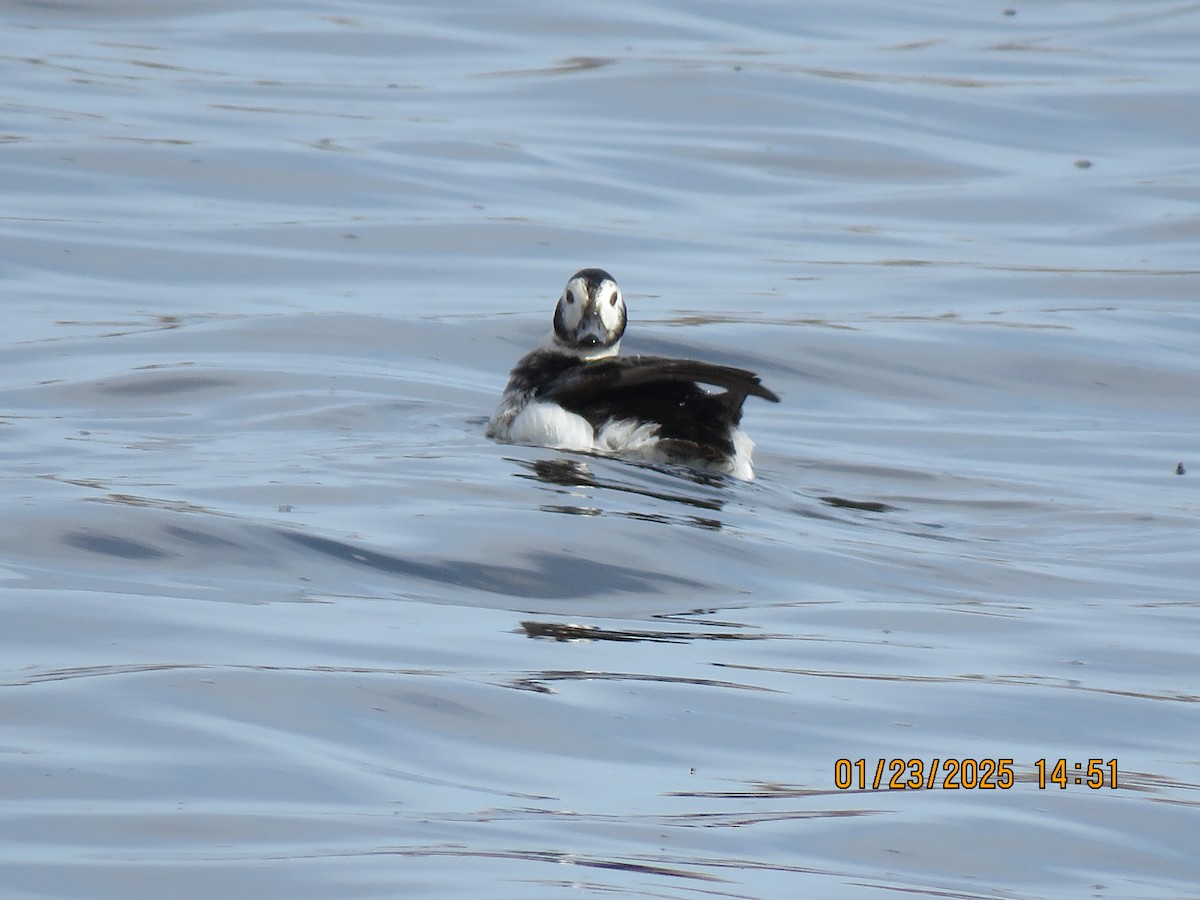 Long-tailed Duck - ML615229790