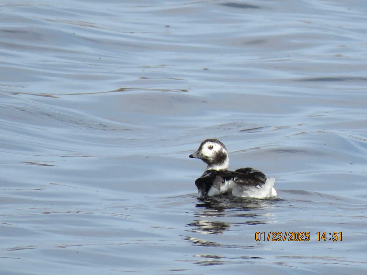 Long-tailed Duck - ML615229791
