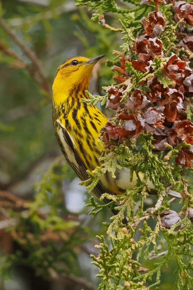 Cape May Warbler - ML615229797
