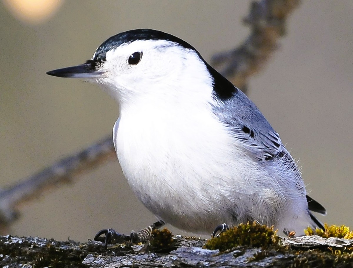 White-breasted Nuthatch - ML615229799