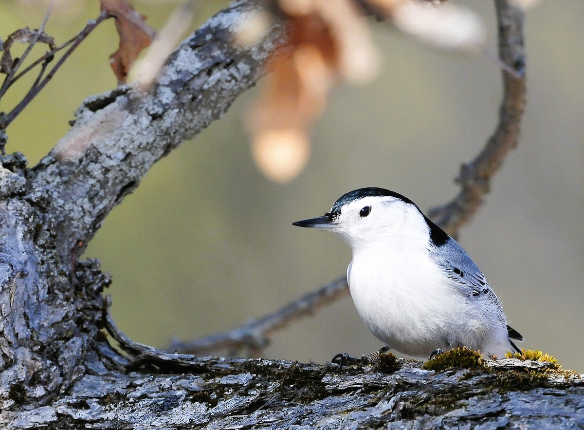 White-breasted Nuthatch - ML615229801