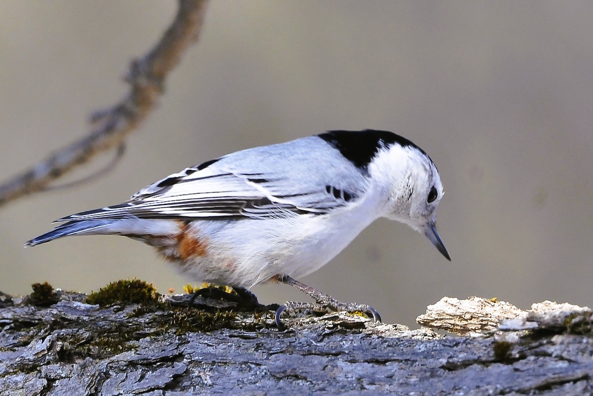 White-breasted Nuthatch - ML615229803