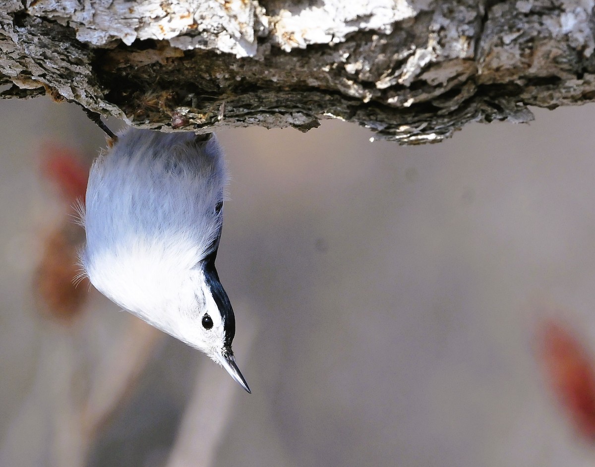 White-breasted Nuthatch - ML615229806