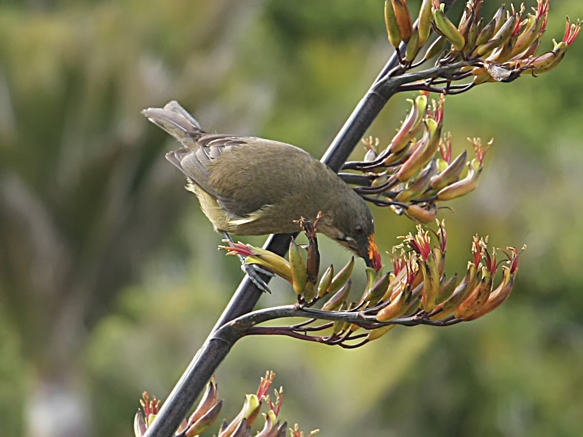 New Zealand Bellbird - ML615230005