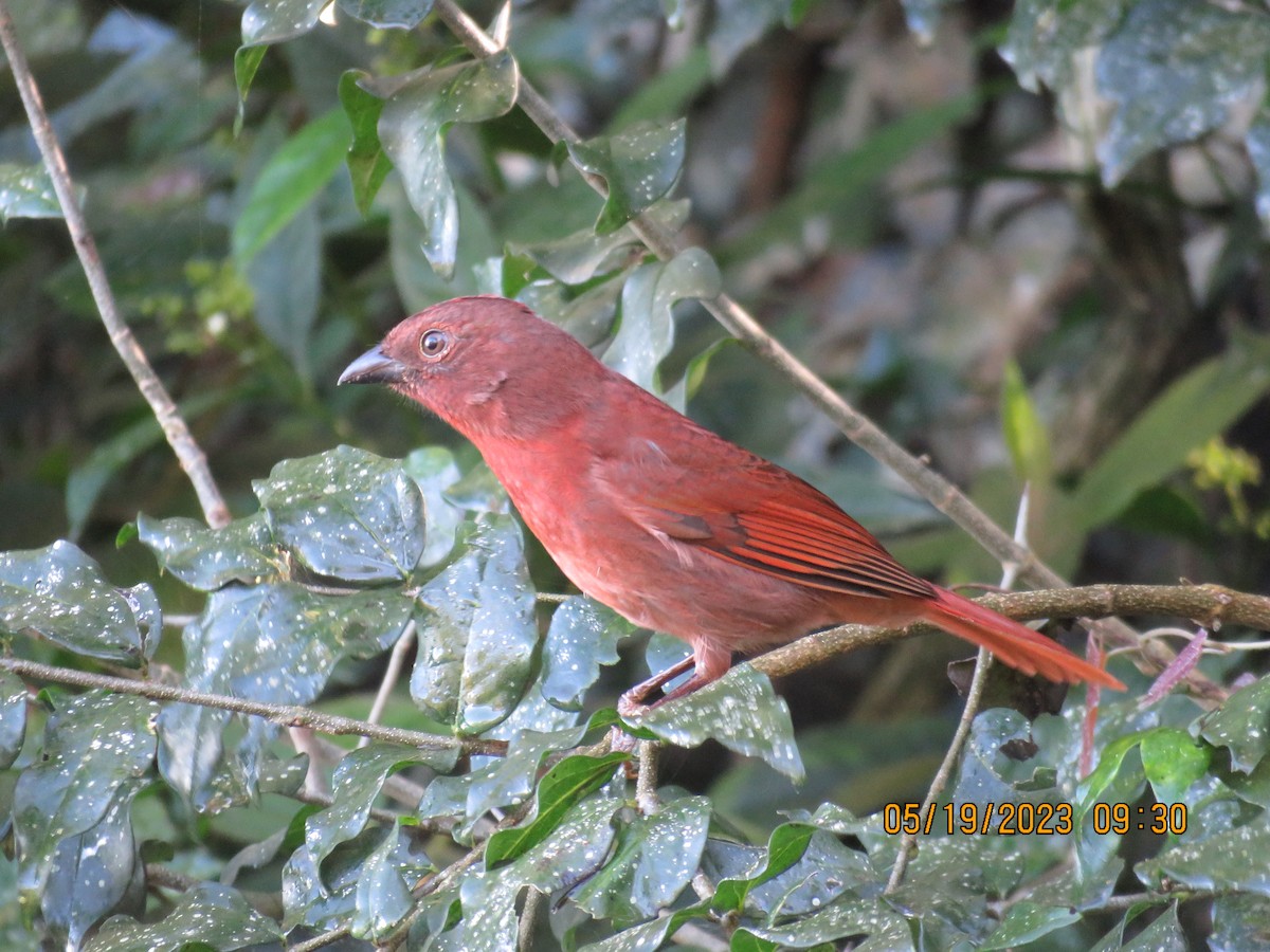 Red-crowned Ant-Tanager (Red) - ML615230151