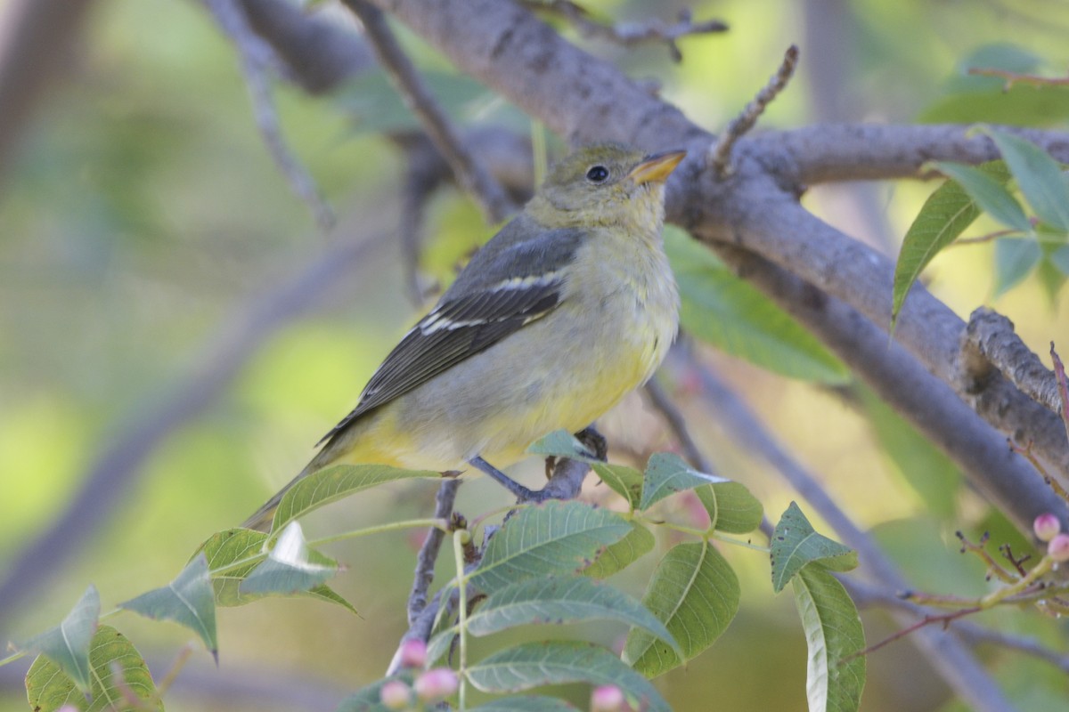 Western Tanager - ML615230169