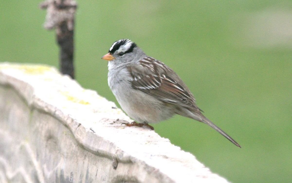 White-crowned Sparrow - ML615230261