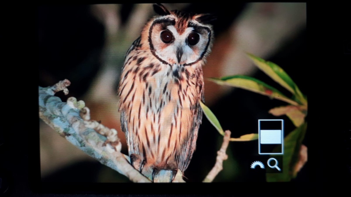 Striped Owl - ML615230384