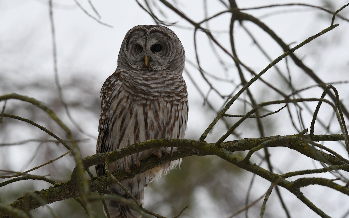Barred Owl - Todd Norris