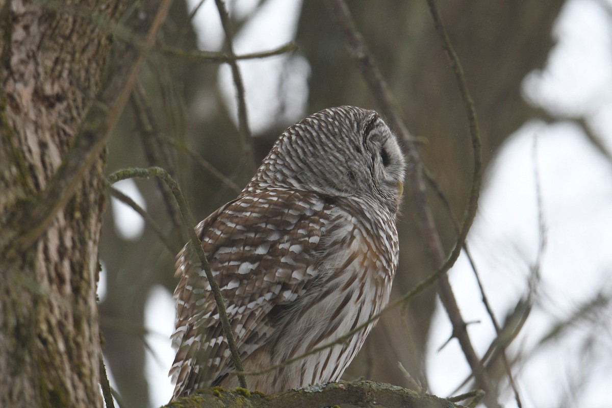 Barred Owl - ML615230388