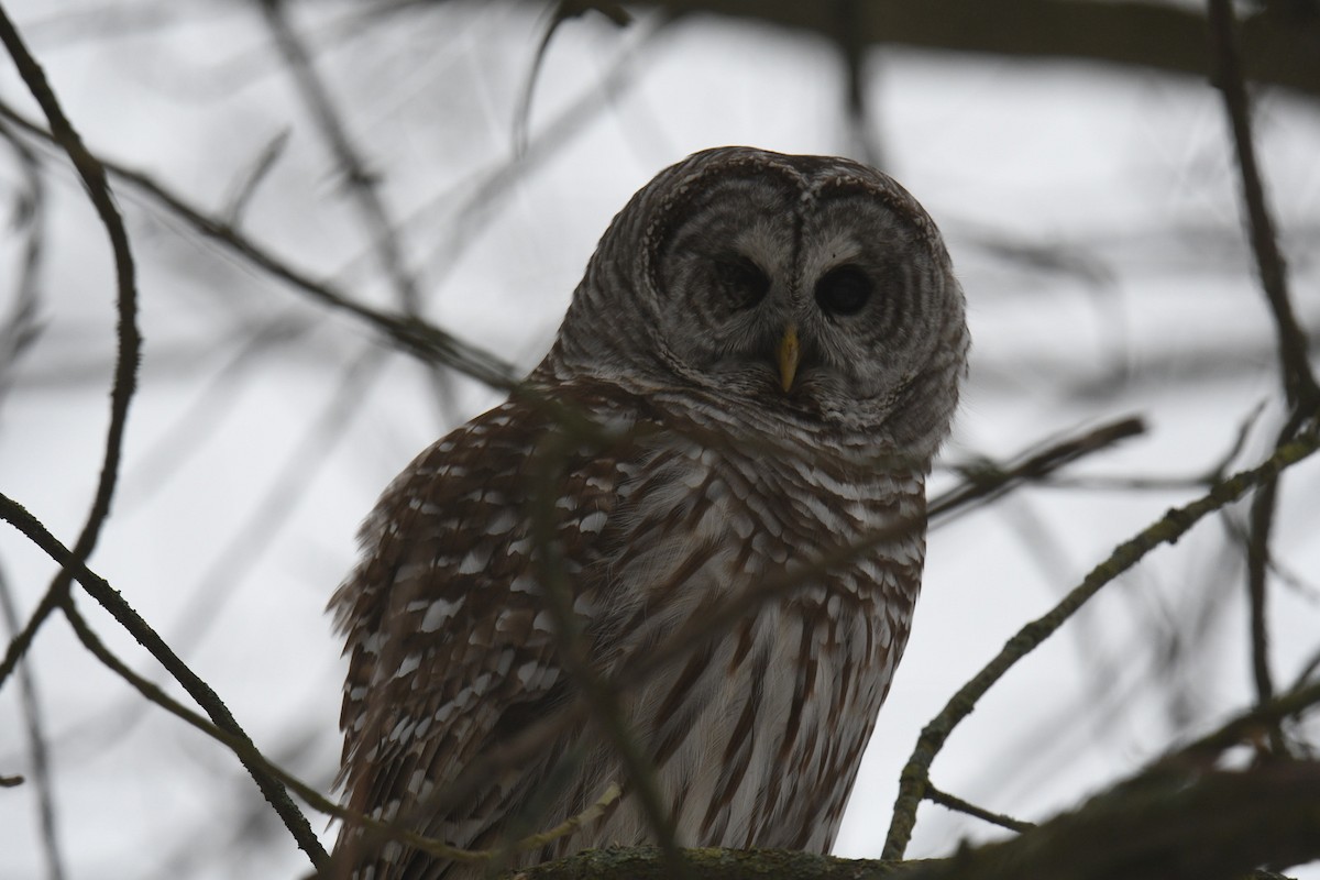Barred Owl - ML615230389