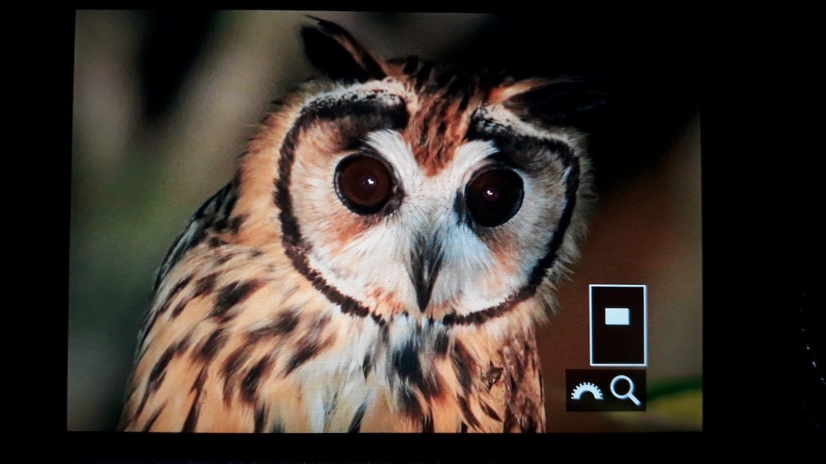 Striped Owl - ML615230392
