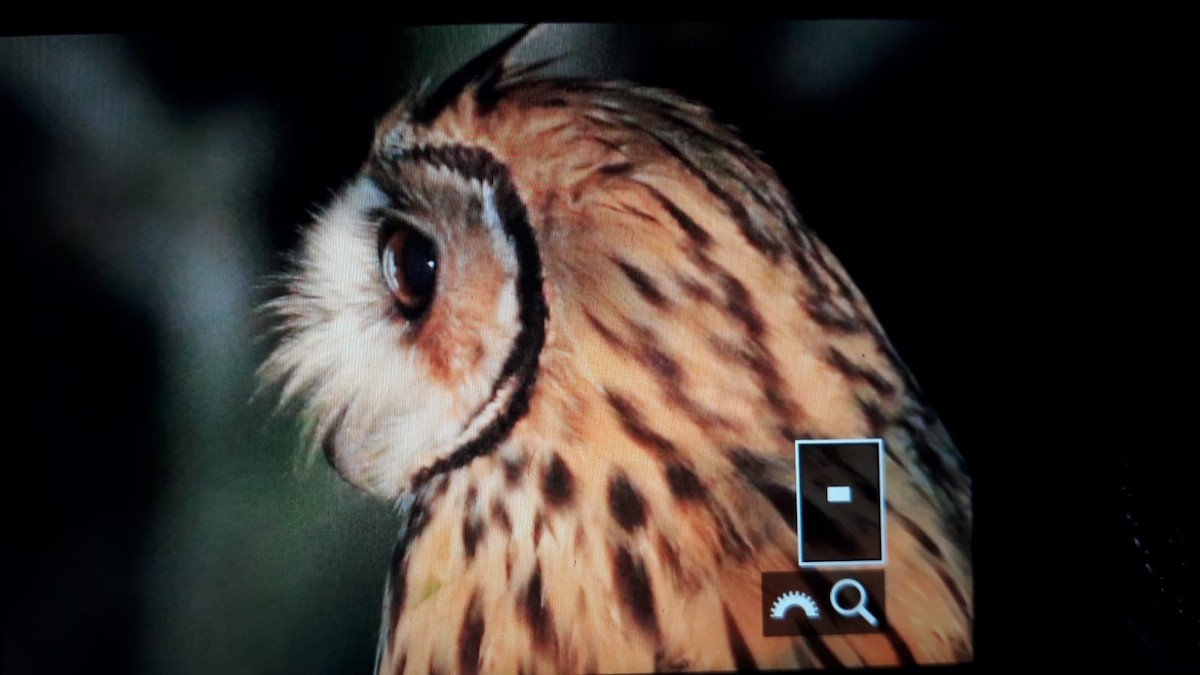 Striped Owl - Duston Larsen